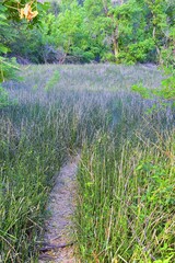 Oasis in Lower Calf Creek Falls views of Forest and Horsetail (Equisetum hyemale) field from the hiking trail Grand Staircase-Escalante National Monument in Southern Utah. United States.