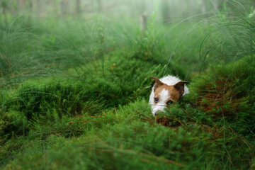 dog lies on emerald moss in the forest. Jack Russell Terrier in nature. 