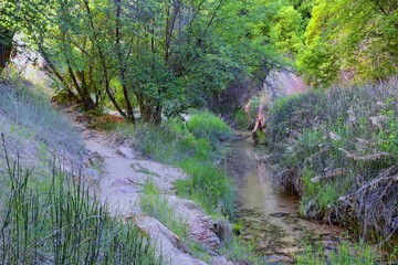 Oasis in Lower Calf Creek Falls views of Forest and Horsetail (Equisetum hyemale) field from the hiking trail Grand Staircase-Escalante National Monument in Southern Utah. United States.