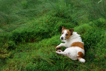 dog lies on emerald moss in the forest. Jack Russell Terrier in nature. 