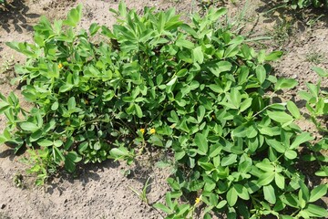 Peanut cultivation / Agriculture stock photos