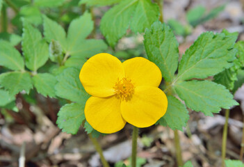 Spring yellow flower (Hylomecon vernalis)