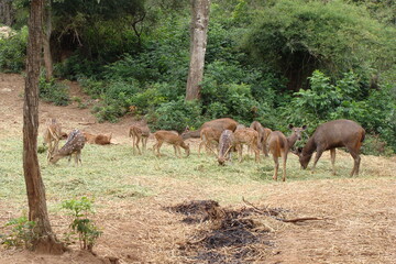Naklejka na ściany i meble deer grass wild animal forest safari herd 