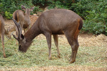 Naklejka na ściany i meble antelope grass safari animal wild horns chewing forest