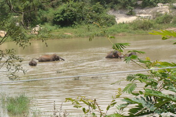 elephant bath safari animal forest wild herd