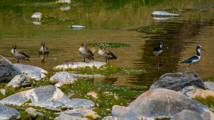 aves silvestres en el rio san antonio de villa carlos paz mostrando el agua verde por la sequia