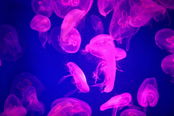 Fototapeta na wymiar jellyfish in the water