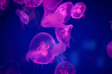 jelly fish in the water