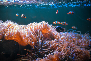 coral reef and fish