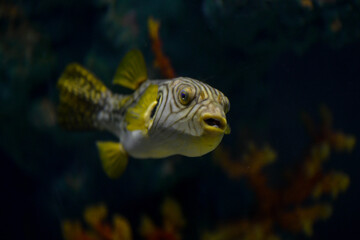 yellow tang fish