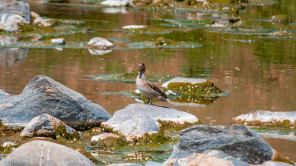 aves silvestres en el rio san antonio de villa carlos paz mostrando el agua verde por la sequia