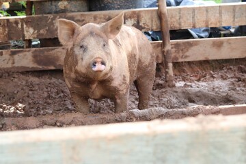 Pig looking out from muddy pen