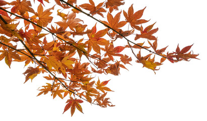 Branch of autumn maple leaves isolated on white background with clipping path