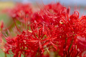 真っ赤なヒガンバナ曼珠沙華