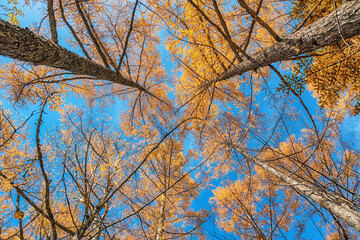 Fototapeta premium Looking up the pine trees in autumn forest with yellow and red leaves foliage