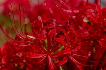 真っ赤なヒガンバナ曼珠沙華