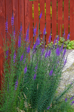 Scotland, UK: Linaria purpurea (Purple Toadflax) -- purple wildflowers against a red picket fence in the Scottish Highlands.