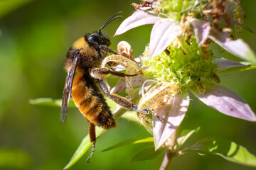 The American Bumblebee (Bombus pensylvanicus) is a threatened native species. Garner, North Carolina