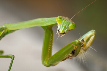 A female Chinese Mantis (Tenodera sinensis) feasts on a wooly worm, but it seems to have choked on a furball. Good for a meme. Raleigh, North Carolina.