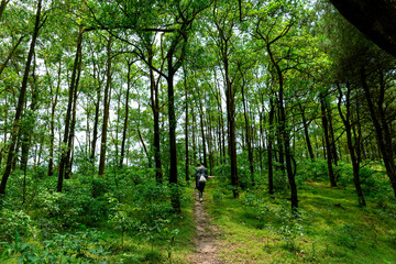 Traveller in the forest. Trekking is very popular in Vietnam