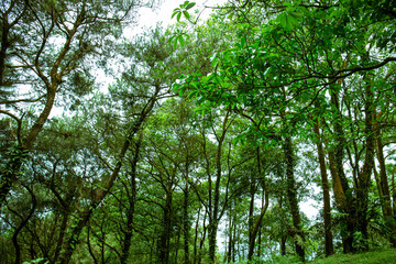 Tropical forest in Vietnam. Tropical rainforests can be characterized in two words: hot and wet. Mean monthly temperatures exceed 18 °C (64 °F) during all months of the year.