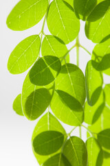 Fresh green leaves on isolated background.