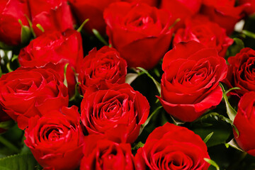 Many beautiful roses as background