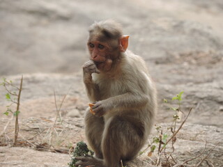 monkey eating animal wild  rock cute
