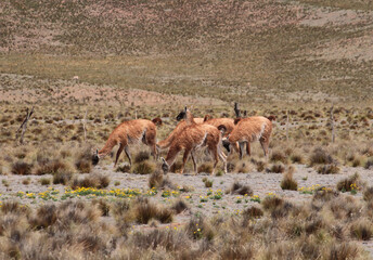 Andean wildlife. Herd of Guanacos grazing in the golden grassland in the mountains.