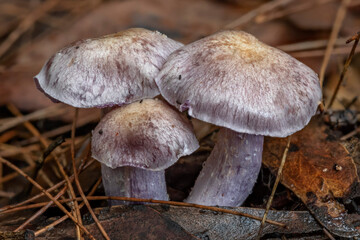 Cluster of Cortinarius sp fungi - approx 30mm dia, NSW, Australia