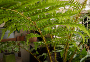 Green Flora. closeup view of Cyathea cooperi, also known as Australian Tree Fern, beautiful fronds and stems with red hairs, growing in the urban garden. 