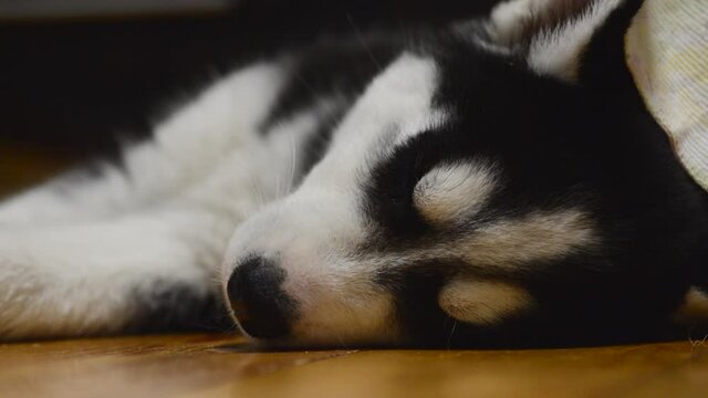 Cute husky puppy is sleeping on the floor