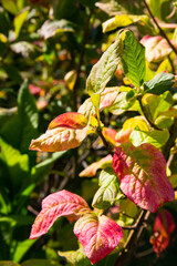 Branch of autumn pink-green leaves on a blurred background. Autumn season