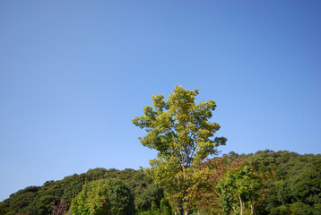 東高根森林公園（神奈川県川崎市宮前区）