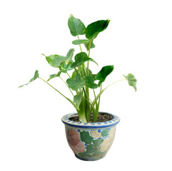 Green tree  and flowers in pots decoration isolated on white background with copy space and clipping path.