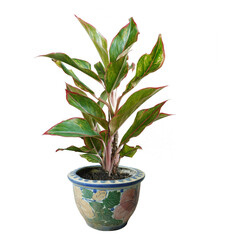 Green tree  and flowers in pots decoration isolated on white background with copy space and clipping path.