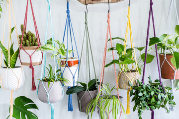 Nine color dyed cotton macrame plant hangers are hanging from driftwood holding potted plants.