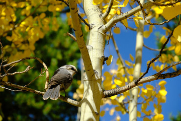 a gray jay bird perches on a branch of a brightly colored aspen tree in with changing leaves in fall in Nederland Colorado