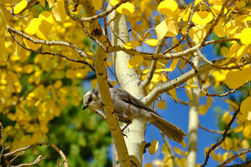 a gray jay bird perches on a branch of a brightly colored aspen tree in with changing leaves in fall in Nederland Colorado