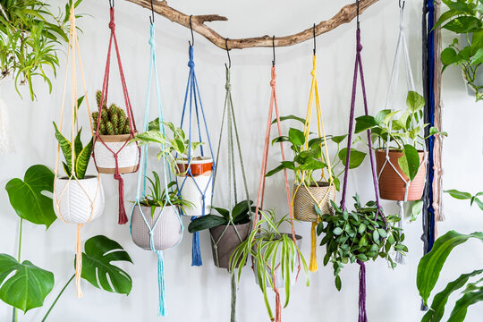Nine color dyed cotton macrame plant hangers are hanging from driftwood holding potted plants.