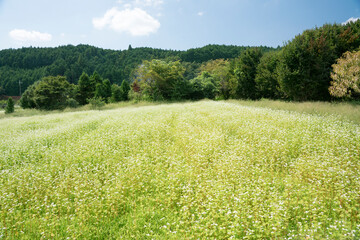 Obraz premium ソバ畑と秋の空