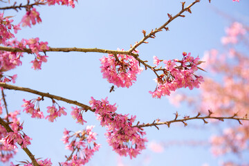Cherry Blossom in Sapa, Vietnam.Sapa is the famous tourist city in Vietnam. Morning fresh air 