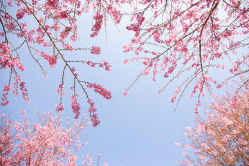 Cherry Blossom in Sapa, Vietnam.Sapa is the famous tourist city in Vietnam. Morning fresh air 