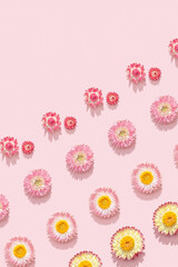 Natural dry flowers, small pink blossom on soft pnik pattern. Floral design