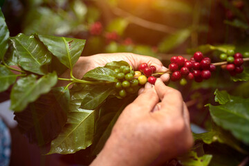 Vietnamese Arabica Berry Coffee with Robusta Farmer and Arabica Berry Coffee with Vietnamese Farmers