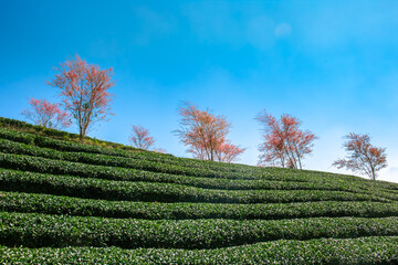 Beautiful cherry flowers bloom( Mai Anh Dao in Vietnamese) in tea hill in Sapa, Vietnam