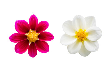 White and red chrysanthemum isolated on white background