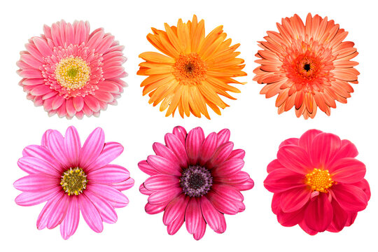 collection pink and orange flower isolated on white background
