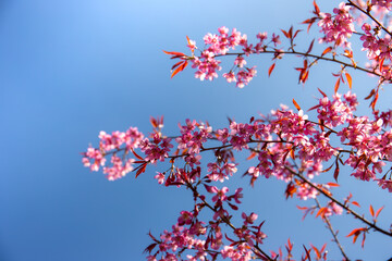Beautiful cherry flowers bloom( Mai Anh Dao in Vietnamese) in tea hill in Sapa, Vietnam