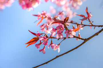 Cherry Blossom in Sapa, Vietnam.Sapa is the famous tourist city in Vietnam. Morning fresh air 